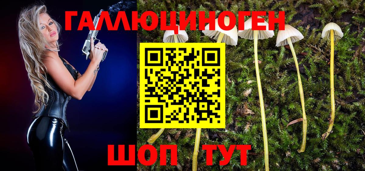 Галлюциногенные грибы Psilocybine cubensis Чапаевск